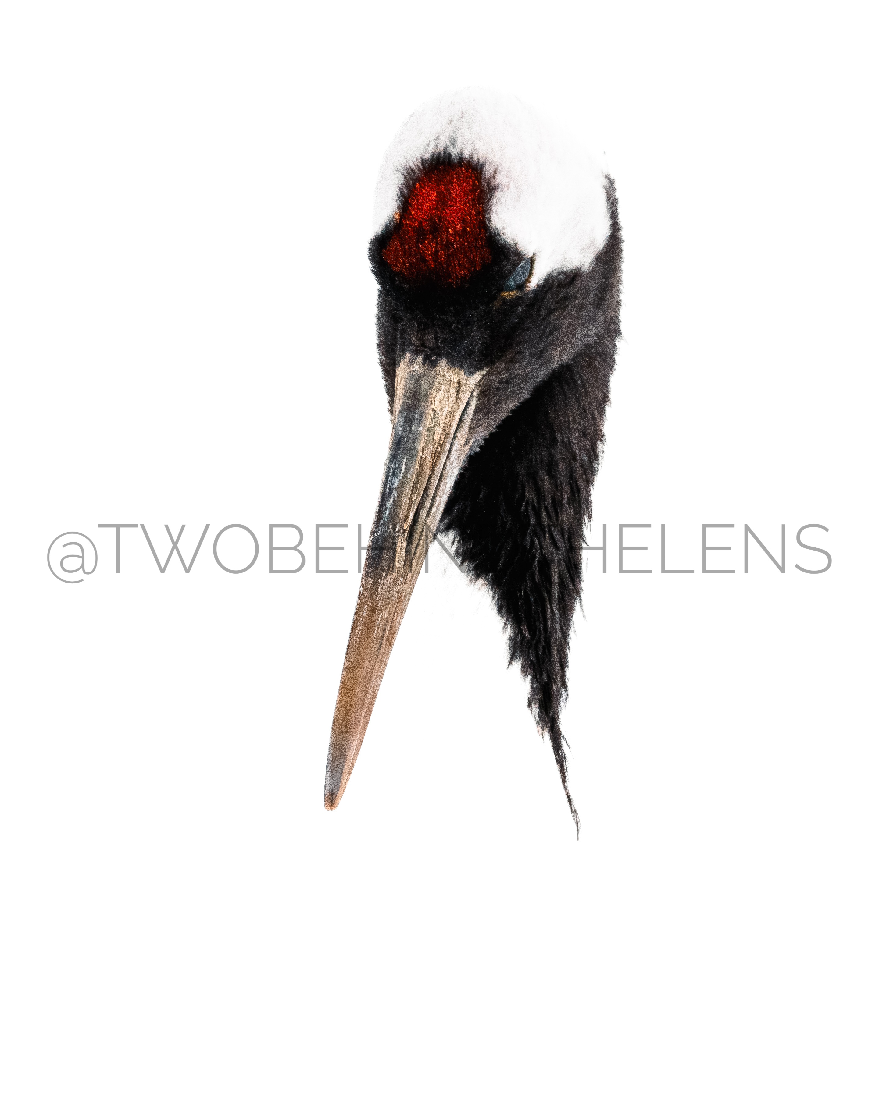 Red-crowned Crane